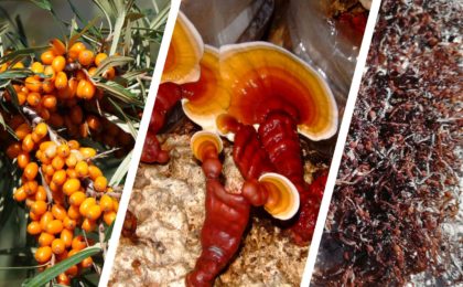 3 sources de polysaccharides : anti-inflammatoires naturels puissants dont la baie d'argousier, les algues brunes et ganoderme luisant