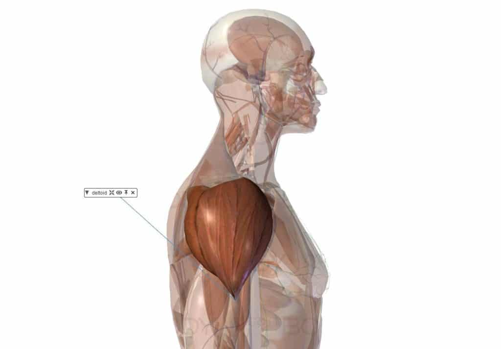 muscle deltoïde épaule anatomie important puissant