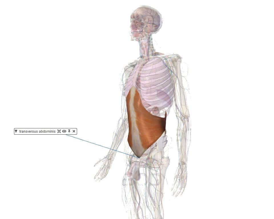 muscle transverse renforcer abdominal anatomie