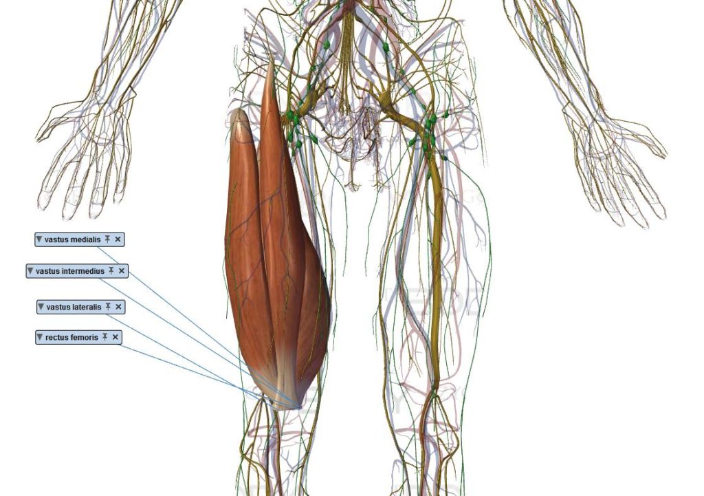 quadriceps muscle vaste médial  latéral intermédiaire droit fémoral renforcement cuisse