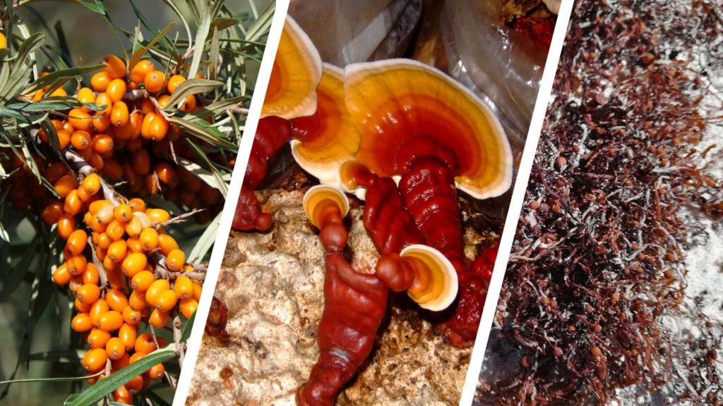 3 sources de polysaccharides : anti-inflammatoires naturels puissants dont la baie d'argousier, les algues brunes et ganoderme luisant