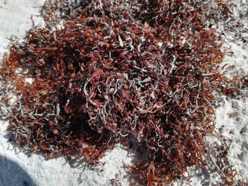 algues brunes ou sargassum cristaefolium , dotées de vertus anti-inflammatoires puissantes grâces à ses polysaccharides
