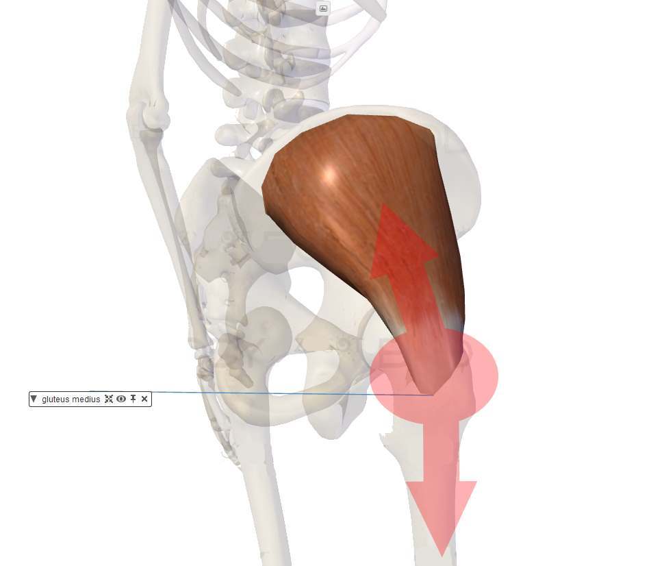 Douleur de hanche liée à une tendinite qui peut diffuser vers le bassin et vers le genou