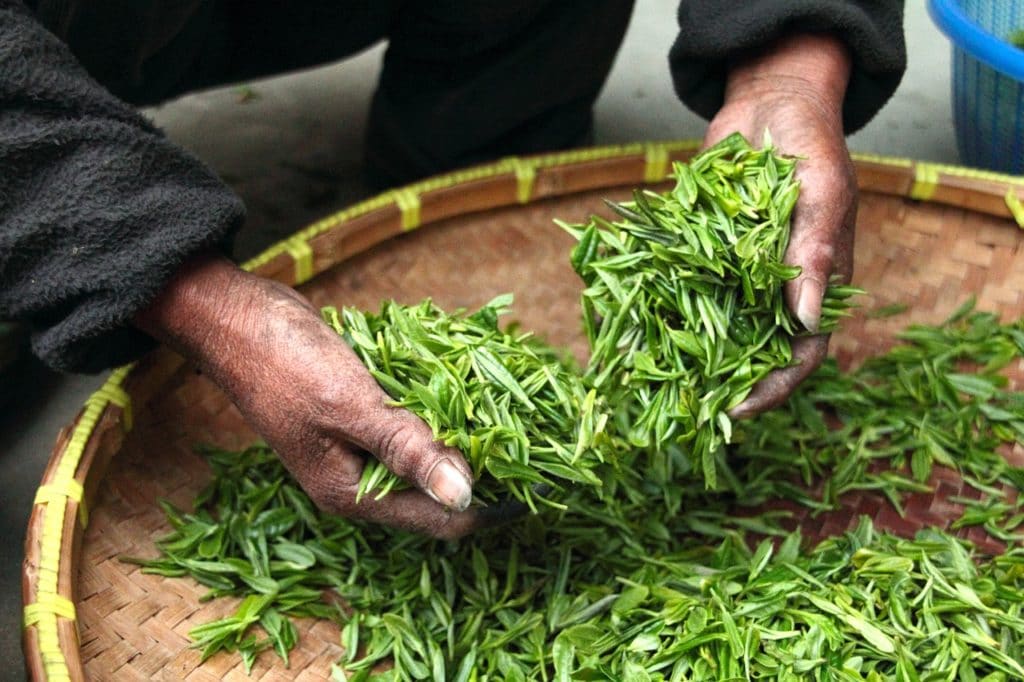 thé vert catéchines aux bienfaits stoppant la fonte musculaire