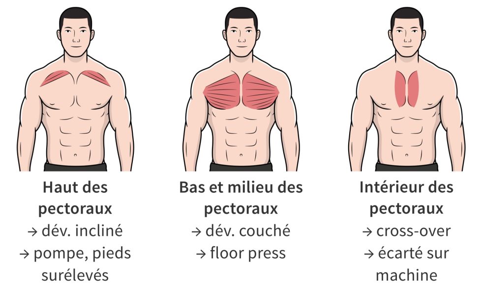 Les 7 meilleures façons de muscler les pectoraux rapidement