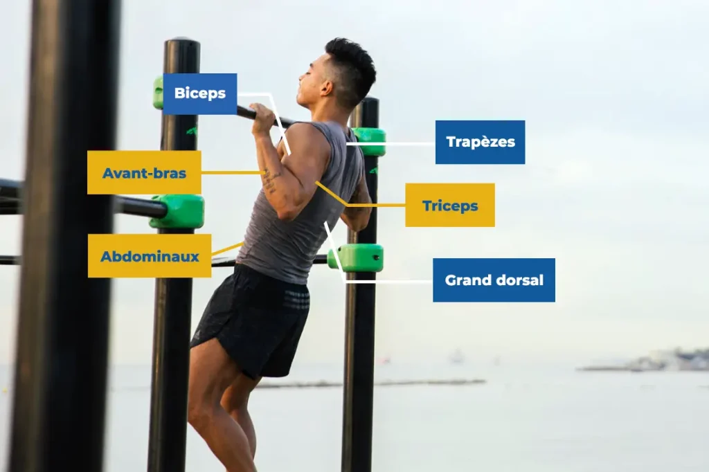 Les tractions à prise neutre sollicitent quels muscles