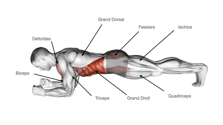 Quels muscles sont sollicités pendant le gainage