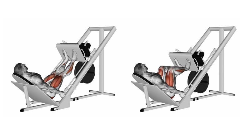 muscles sont sollicités à la presse à cuisses