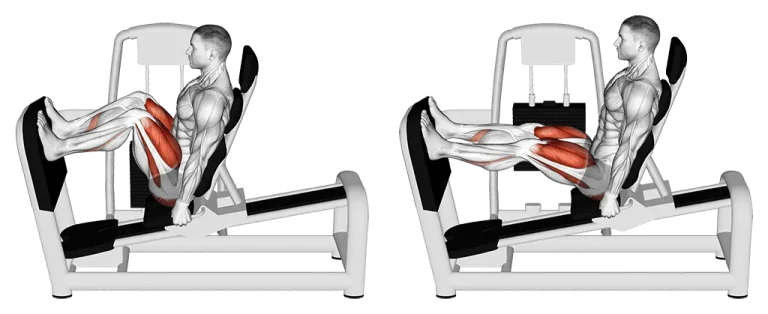 muscles sont sollicités au leg press