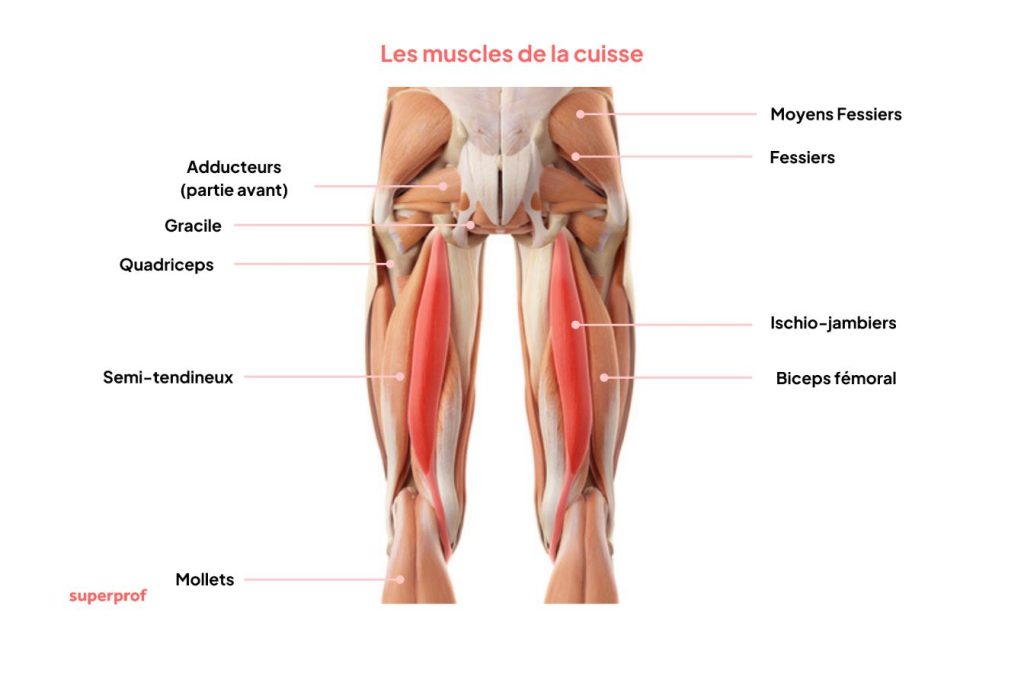 Quels sont les muscles situés à l’arrière des cuisses