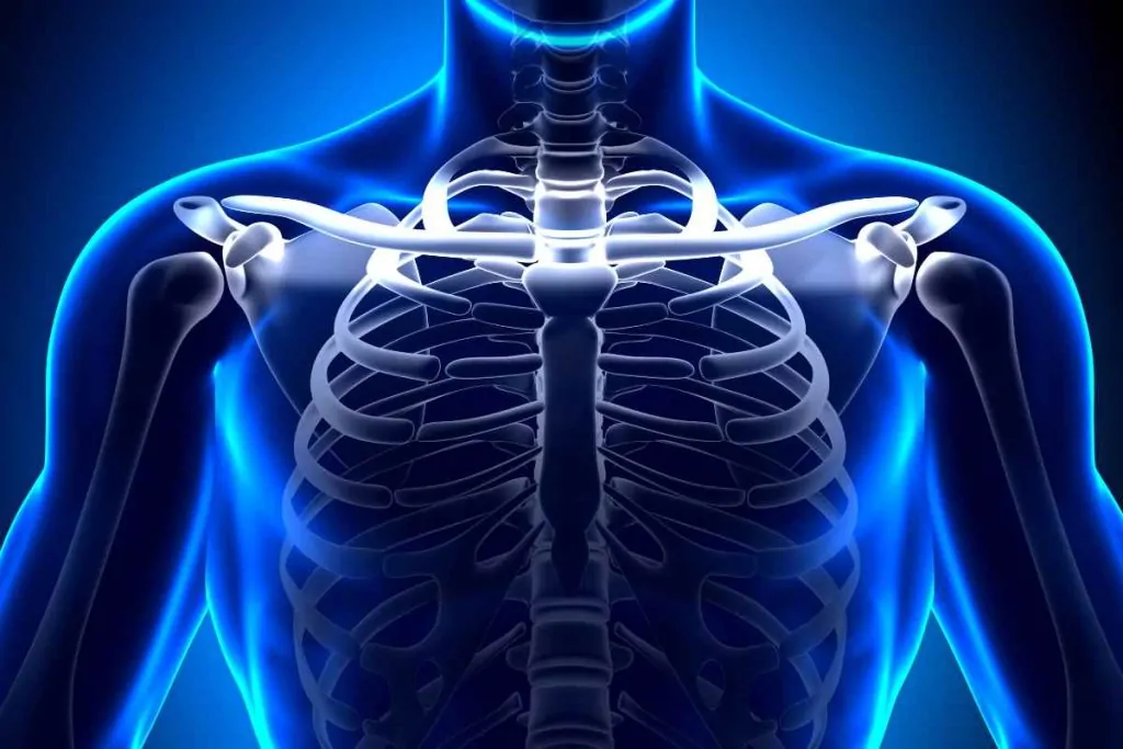 Qu’est ce que cela signifie d’avoir des clavicules larges